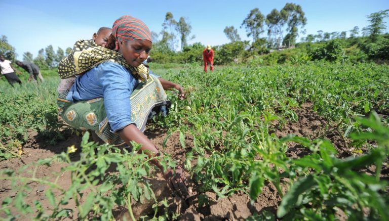 Natural Resource Management for Resilience and Economic Development in Central rift valley (CRV) of Ethiopia project 